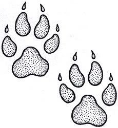 Bear paw tattoo ideas 0055