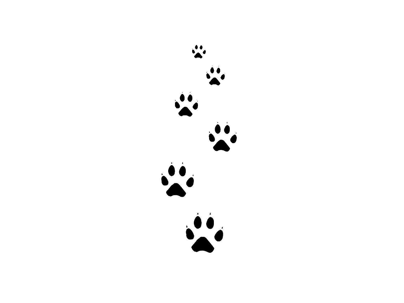 Bear paw tattoo ideas 0059