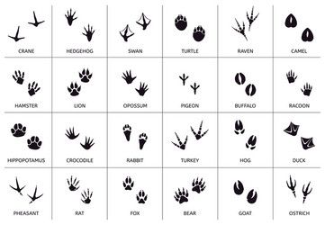 Bear paw tattoo ideas 0087