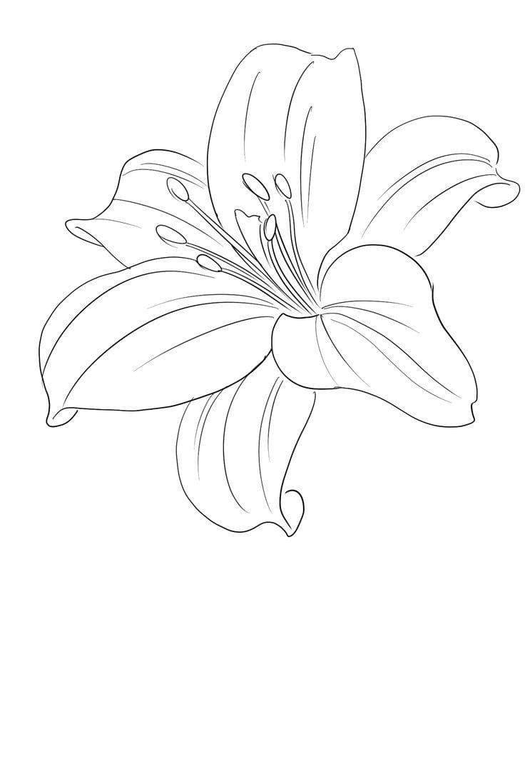 black and grey lily tattoo ideas