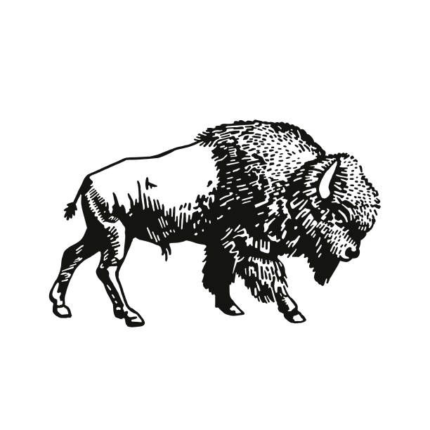 buffalo tattoo ideas 0054