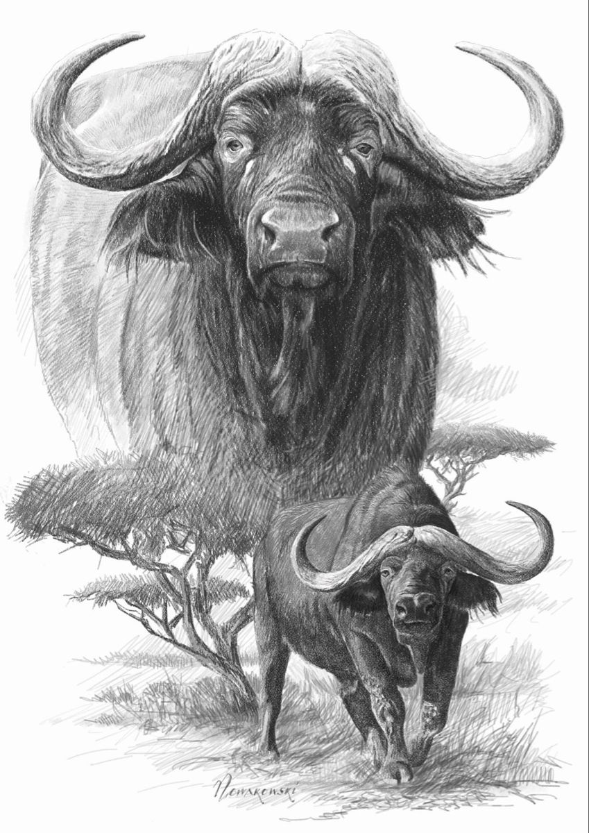 buffalo tattoo ideas 0057