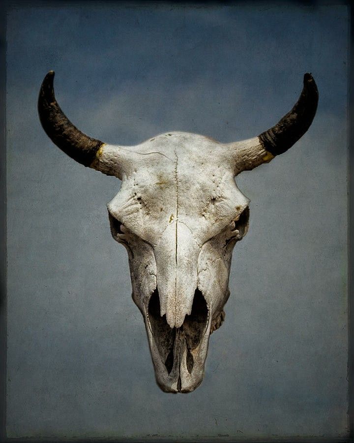 Bull skull tattoo ideas 0014