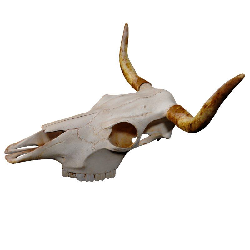 Bull skull tattoo ideas 0018