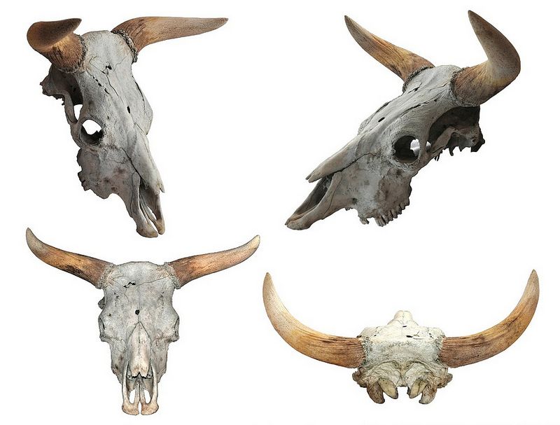 Bull skull tattoo ideas 0022