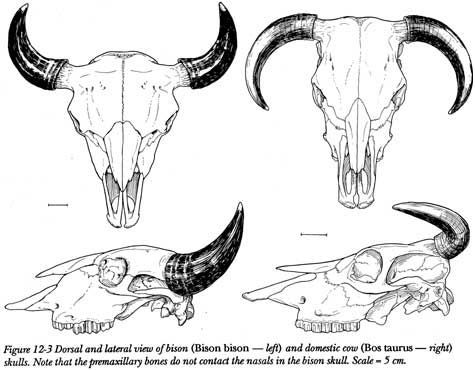 Bull skull tattoo ideas 0029