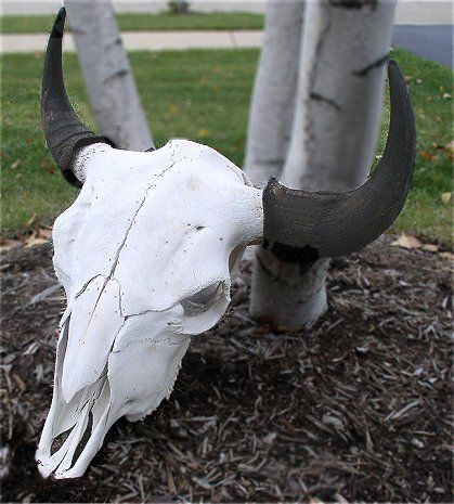 Bull skull tattoo ideas 0051