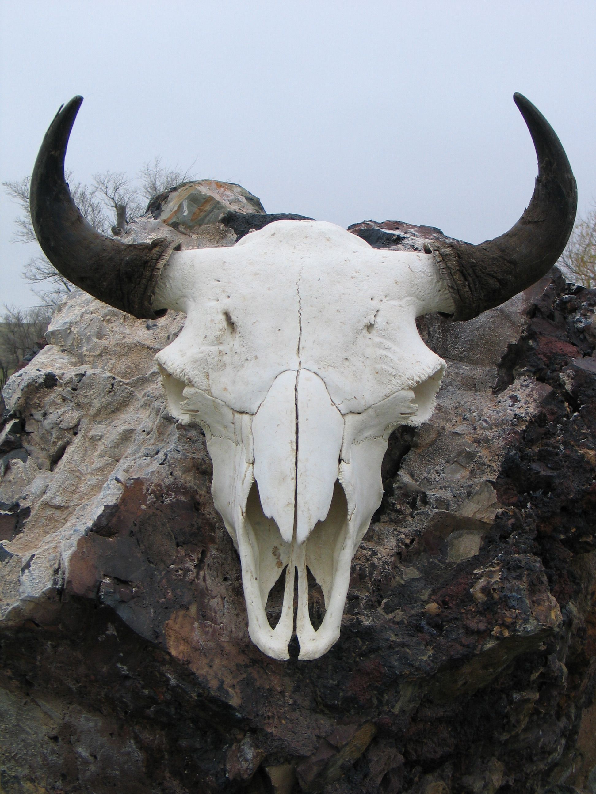 Bull skull tattoo ideas 0075