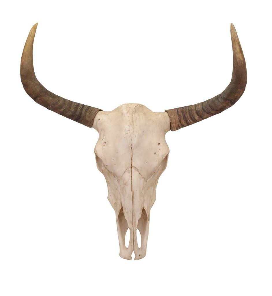 Bull skull tattoo ideas 0086