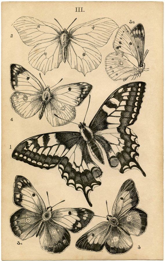 butterfly tattoo ideas 0034