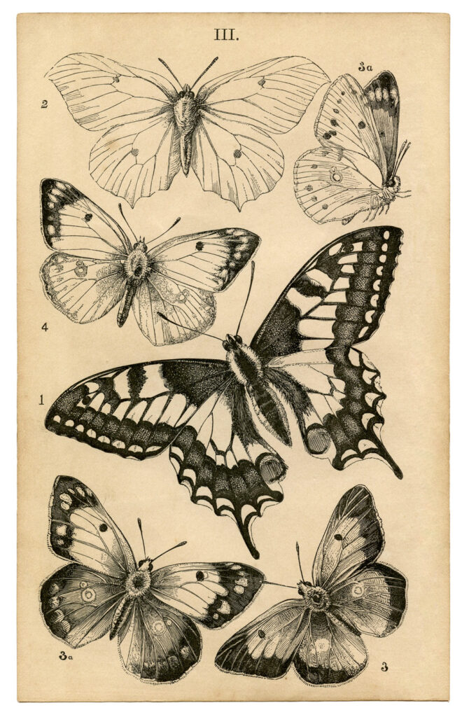 butterfly tattoo ideas 0095