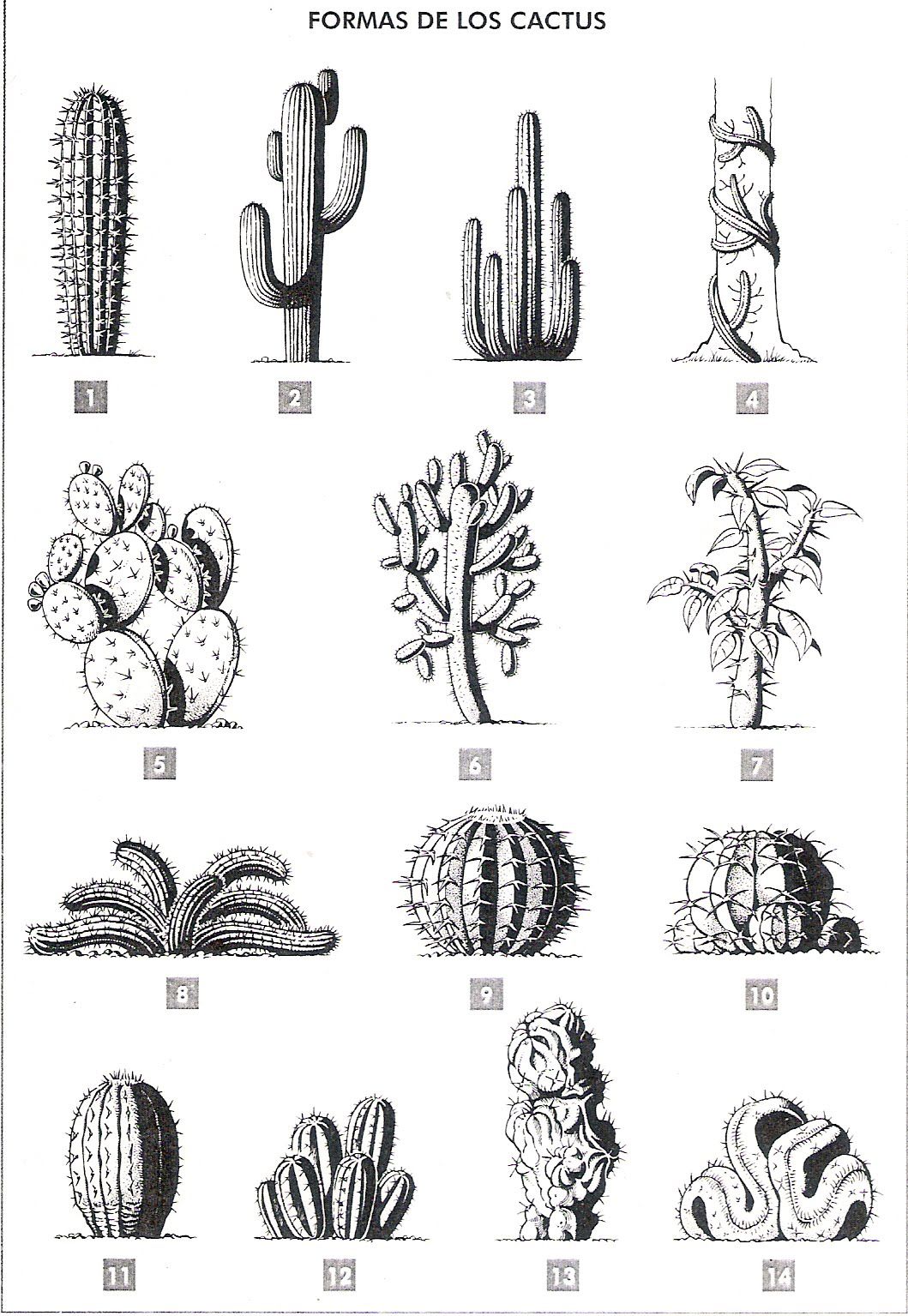 cactus tattoo ideas 0040