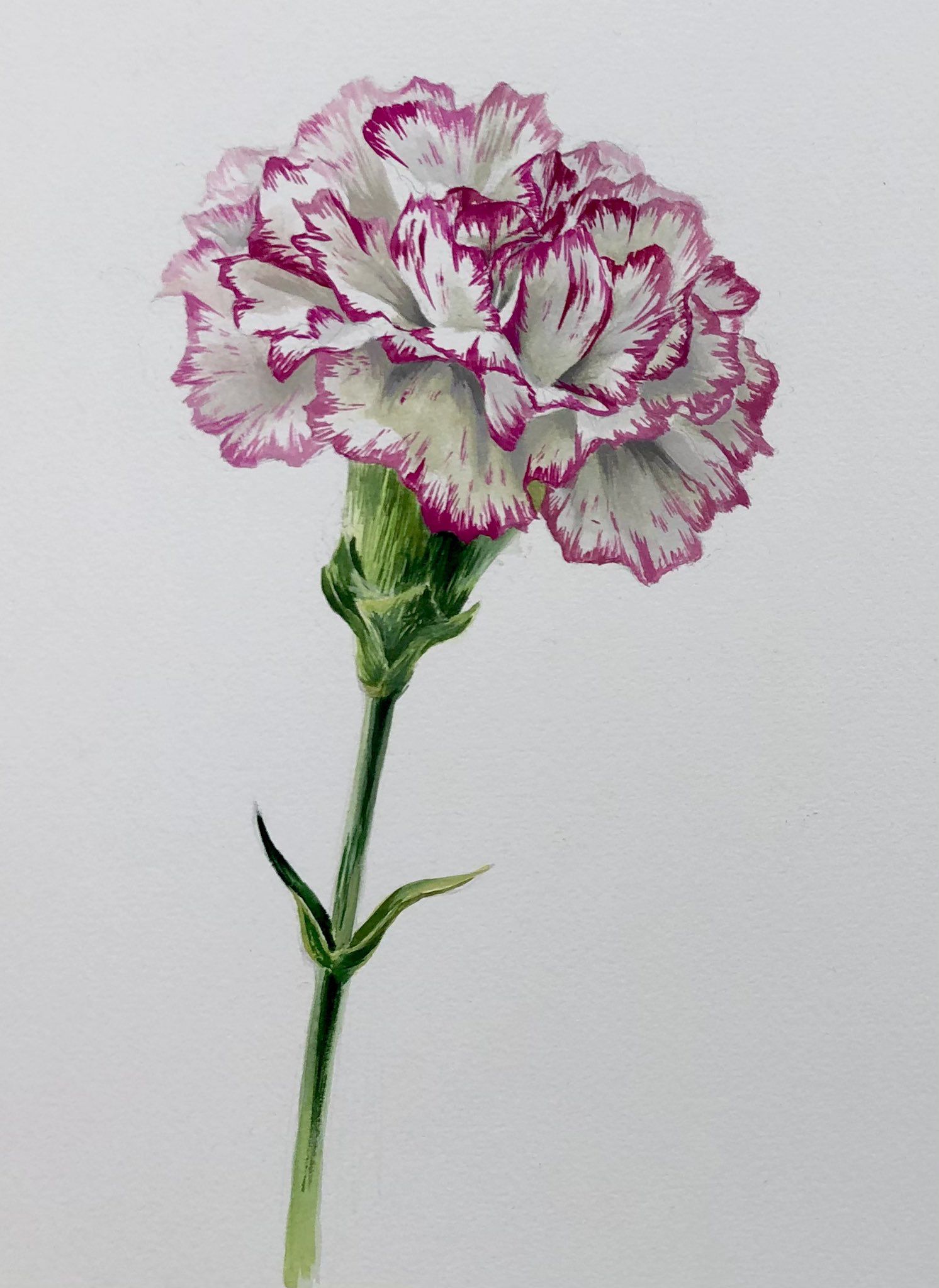 Carnation tattoo ideas 0017