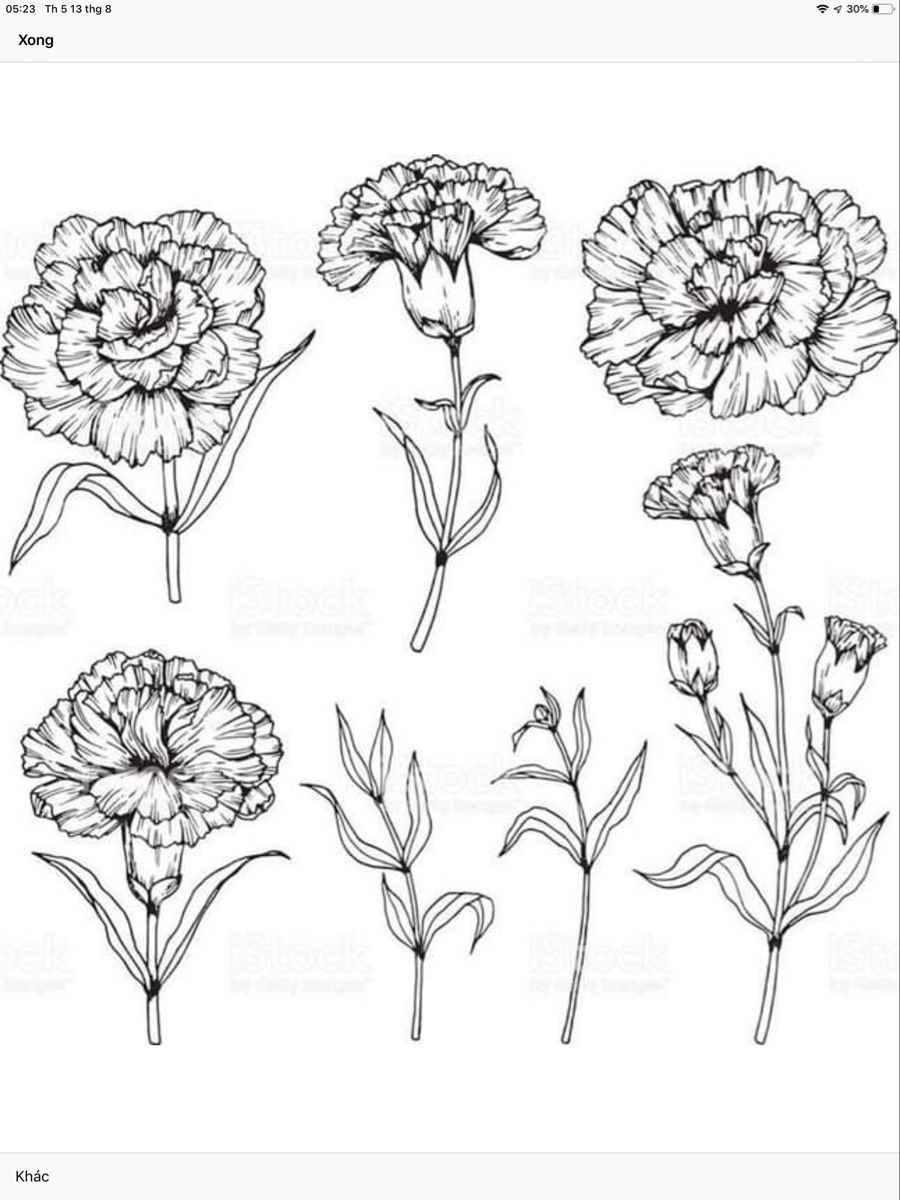 Carnation tattoo ideas 0025