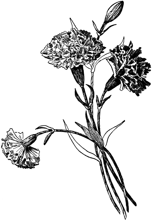 Carnation tattoo ideas 0029