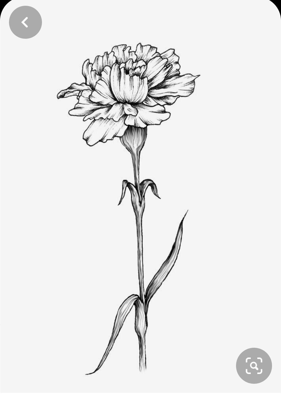 Carnation tattoo ideas 0039