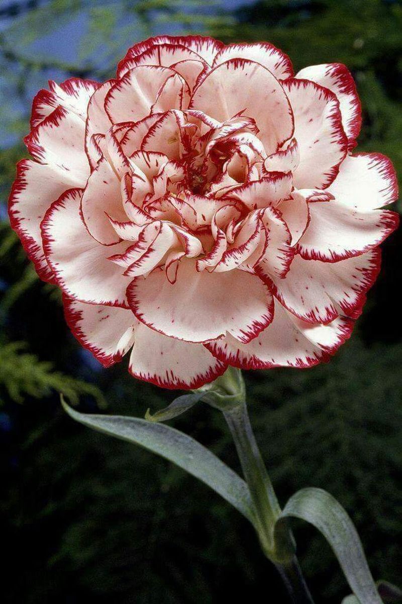 Carnation tattoo ideas 0040