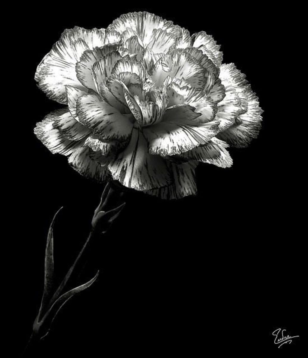 Carnation tattoo ideas 0042