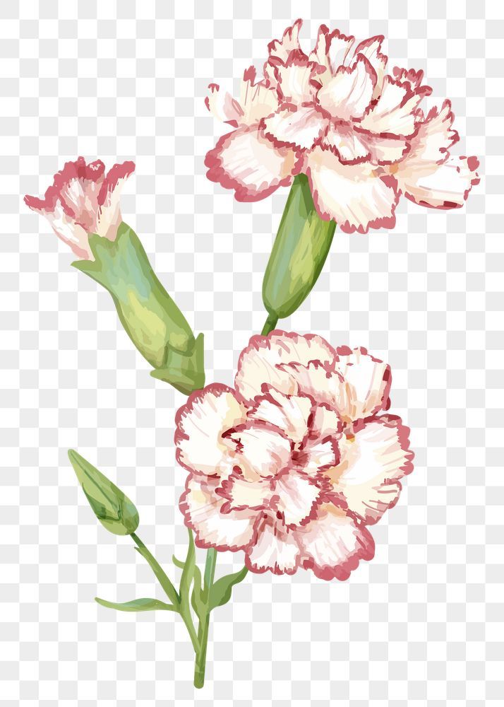 Carnation tattoo ideas 0051