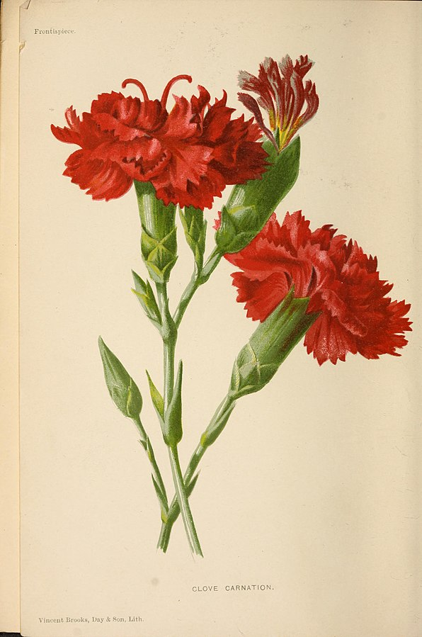 Carnation tattoo ideas 0059