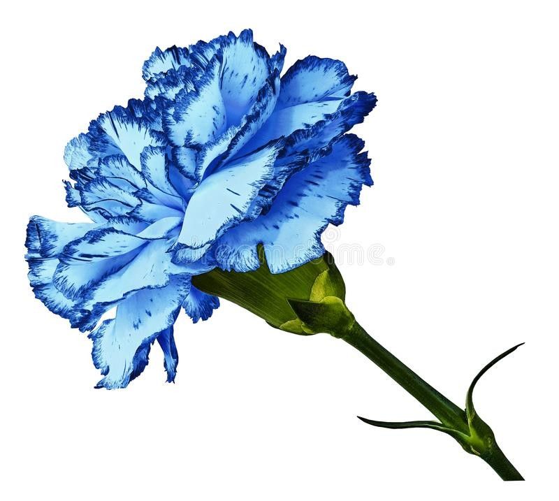 Carnation tattoo ideas 0060