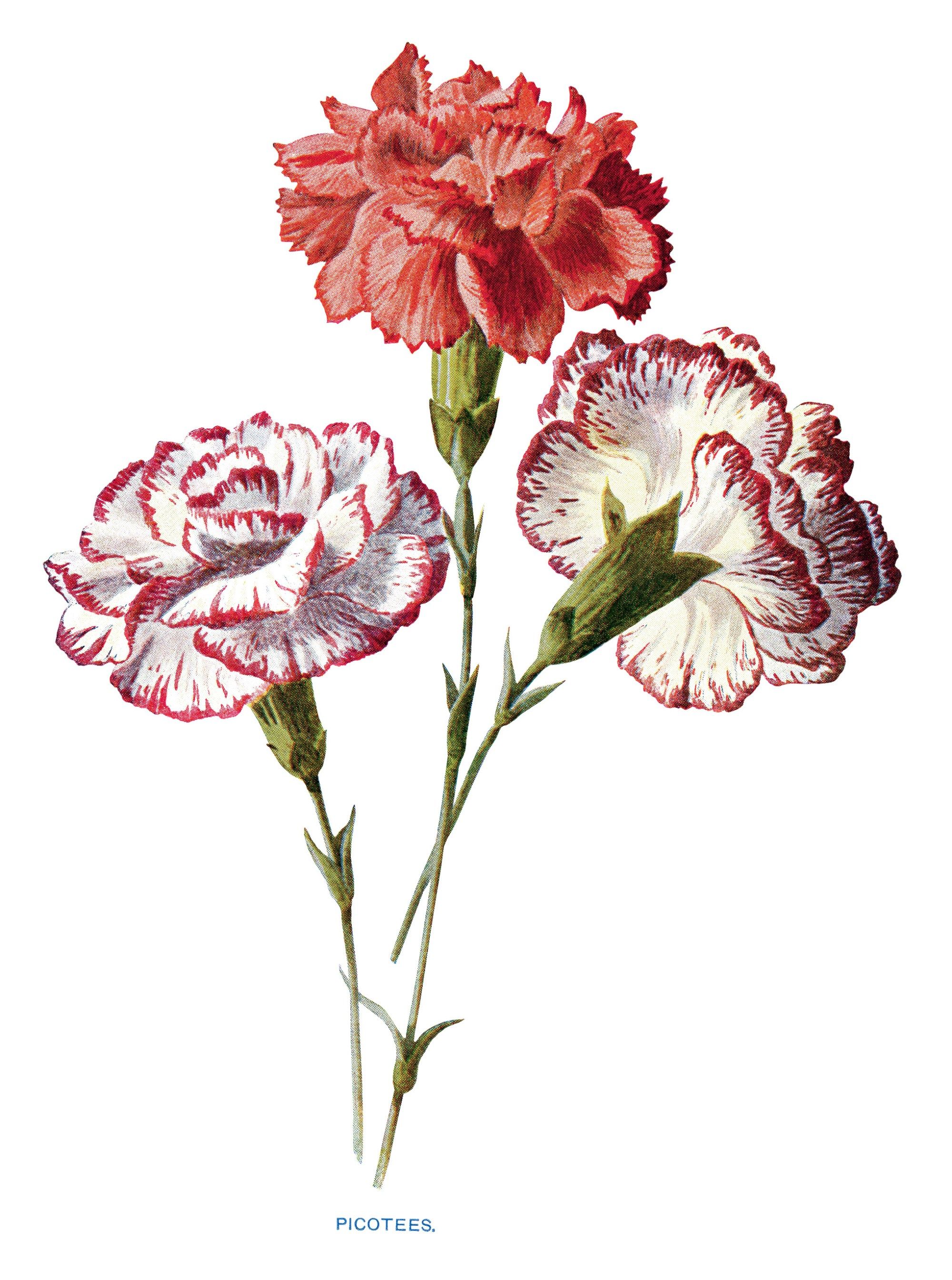 Carnation tattoo ideas 0061