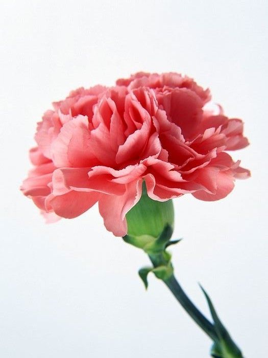 Carnation tattoo ideas 0065