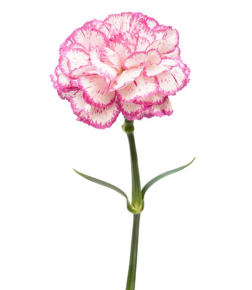 Carnation tattoo ideas 0066