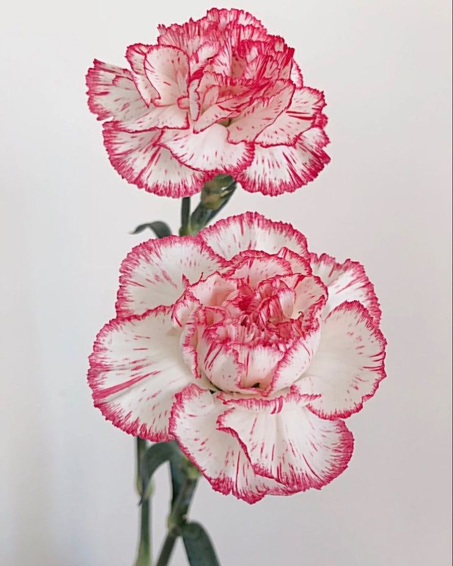 Carnation tattoo ideas 0074