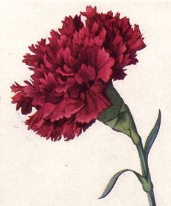 Carnation tattoo ideas 0080