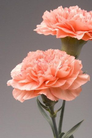 Carnation tattoo ideas 0082