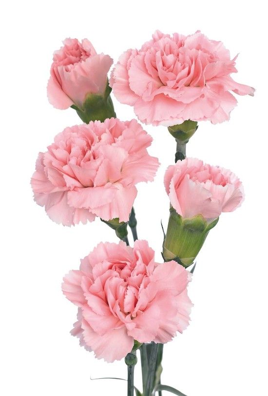 Carnation tattoo ideas 0083