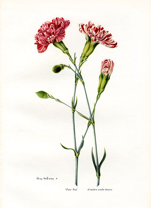 Carnation tattoo ideas 0086