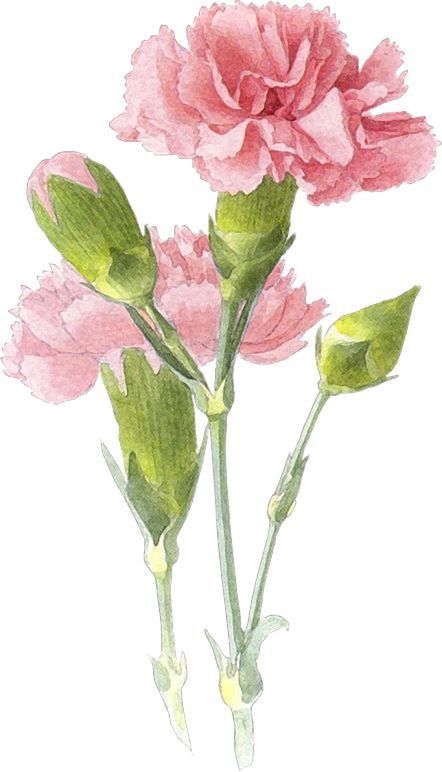 Carnation tattoo ideas 0087