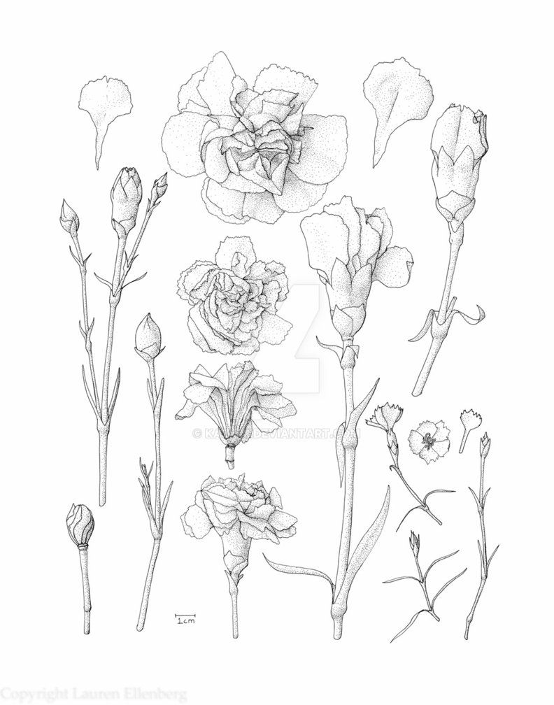 Carnation tattoo ideas 0091