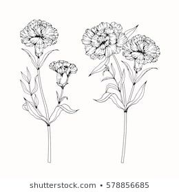 Carnation tattoo ideas 0095