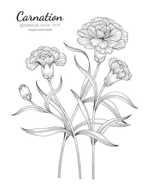 Carnation tattoo ideas 0097