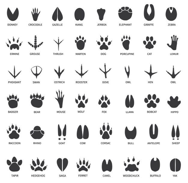 Cat paw print tattoo ideas 0038