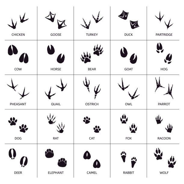 Cat paw print tattoo ideas 0089