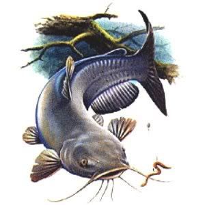 Catfish tattoo ideas 0053