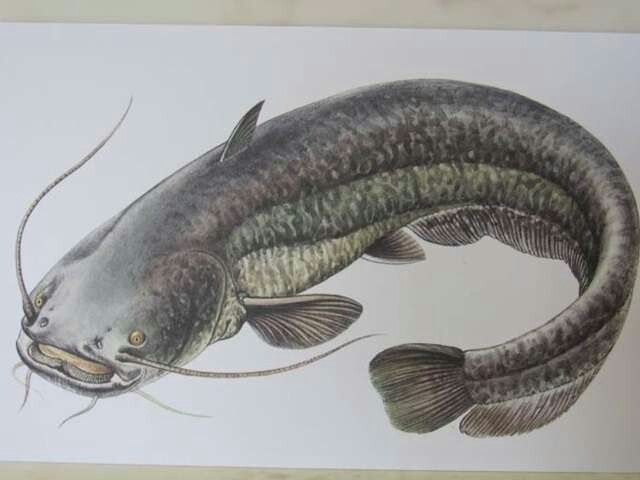 Catfish tattoo ideas 0054