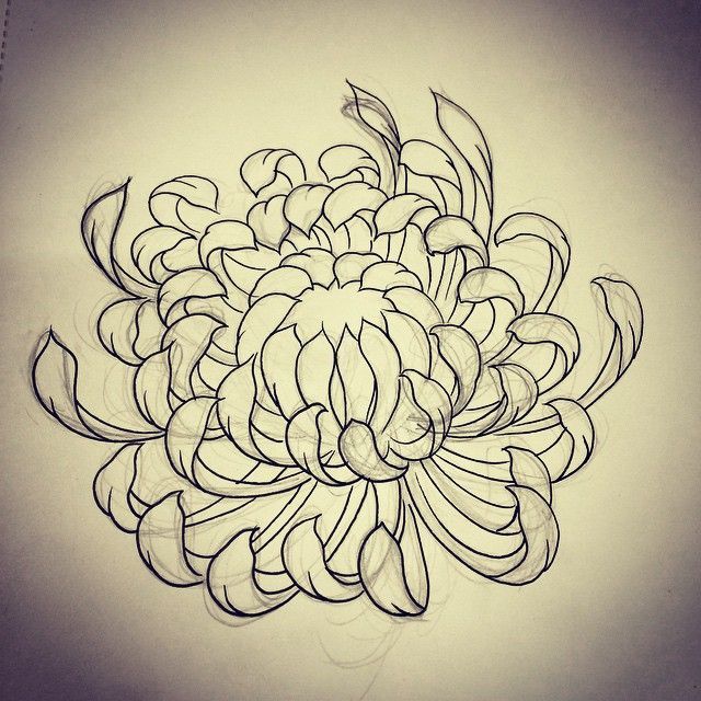 Chrysanthemum tattoo small 0032