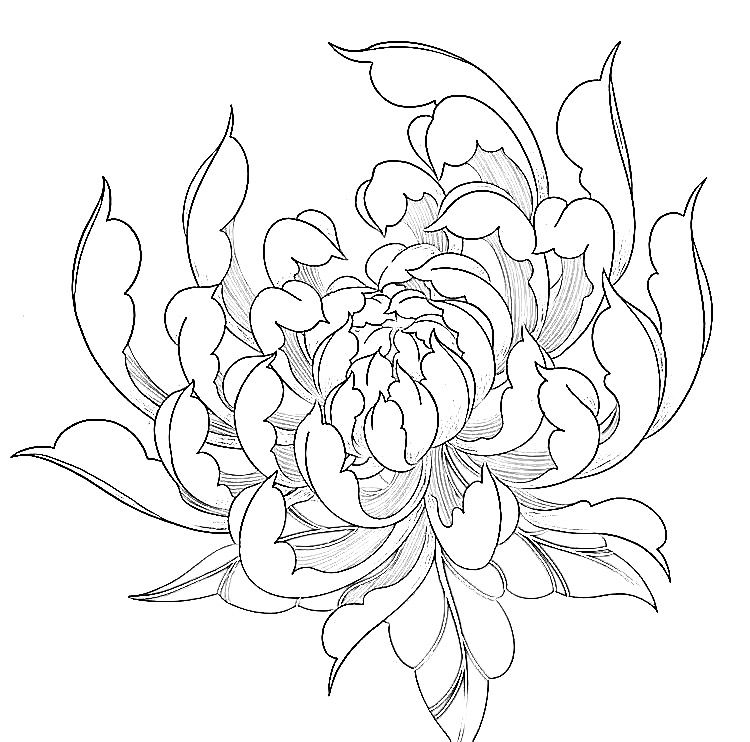 Chrysanthemum tattoo small 0040