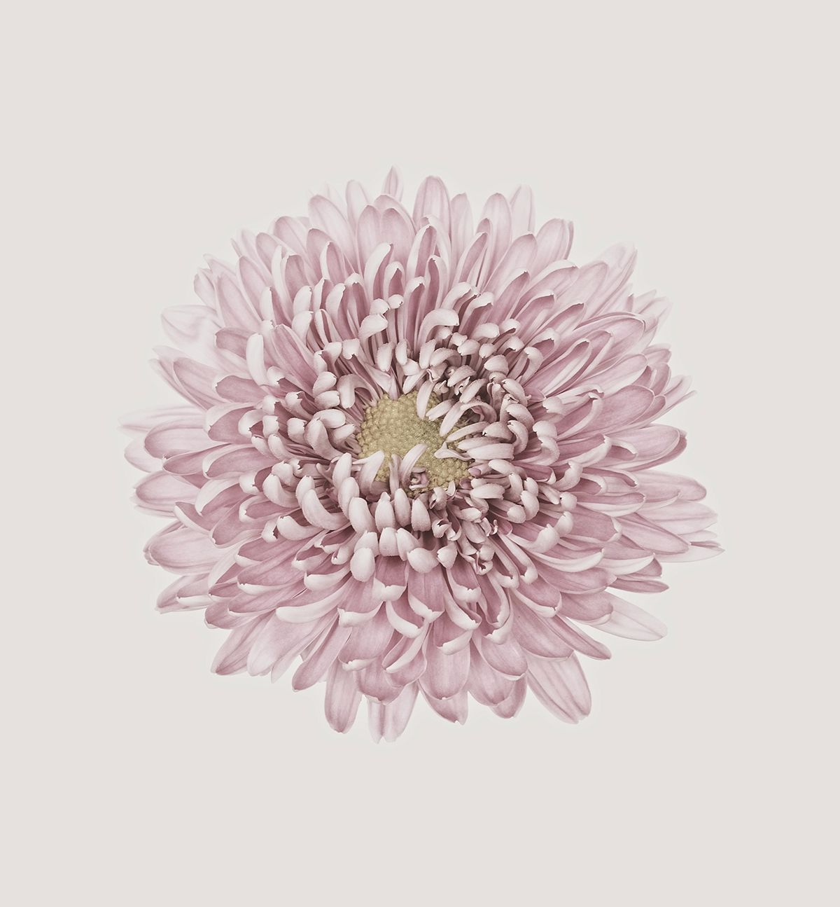 Chrysanthemum tattoo small 0049