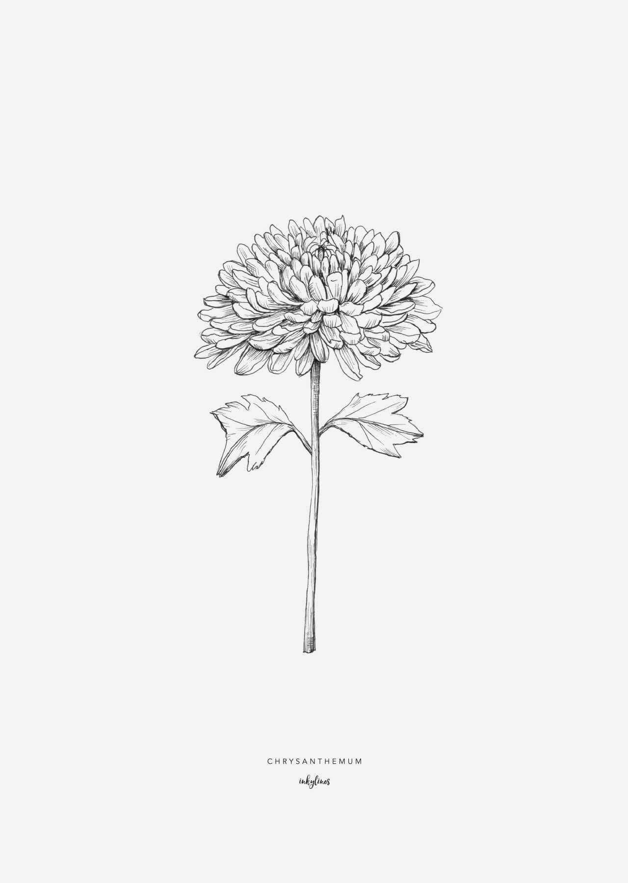 Chrysanthemum tattoo small 0087