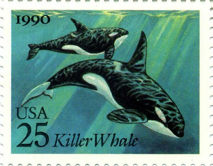 colorful killer whale tattoo inspirations