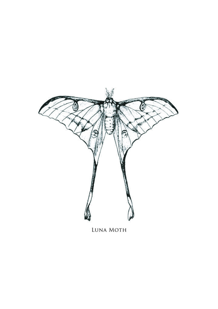 Creative small moth tattoo options