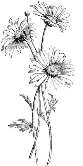 daisy tattoo ideas 0046