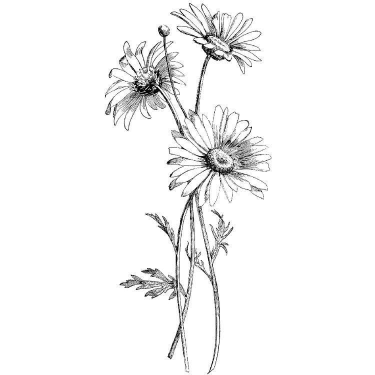 daisy tattoo ideas 0047