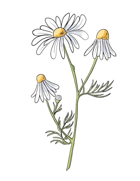 daisy tattoo ideas 0094